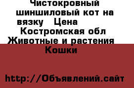 Чистокровный шиншиловый кот на вязку › Цена ­ 2 000 - Костромская обл. Животные и растения » Кошки   